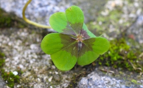 Vierblättriger Klee